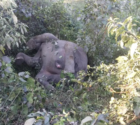 तेज रफ्तार से गुजर रही ट्रेन के चपेट में आया पर हाथी की मौत